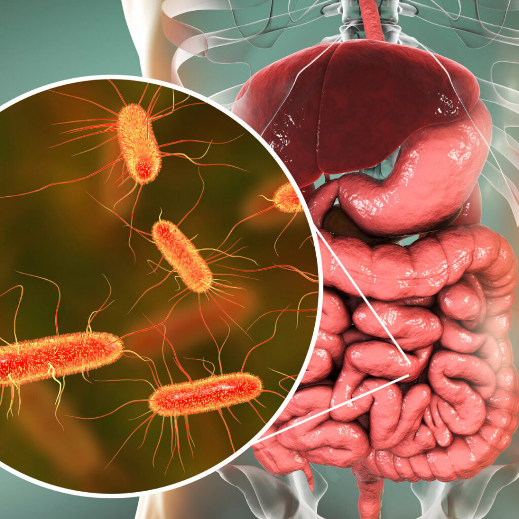 The image is an anatomical illustration highlighting the human digestive system, particularly the intestines. A circular inset zooms in on rod-shaped bacteria representing gut microbiota.